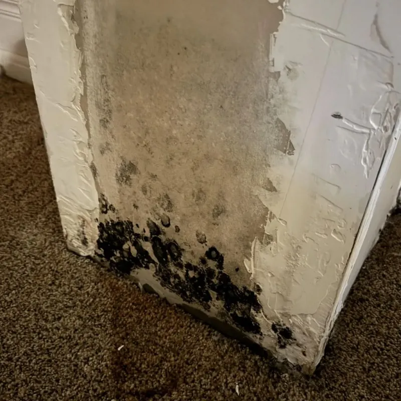 Professional Mold Removal in El Centro, CA